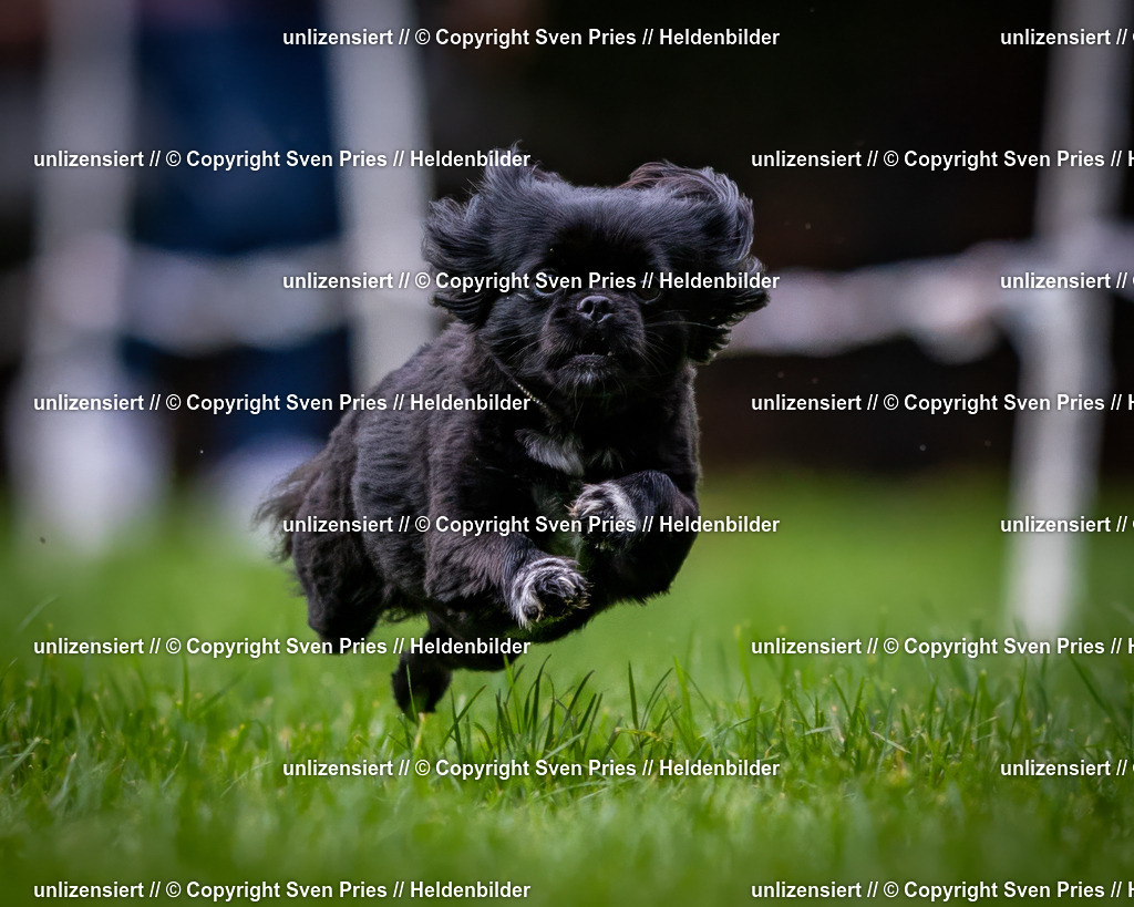 Sven Pries | 2024-10-19 - Hunderennen Ober-Grombach - Realisiert mit Pictrs.com