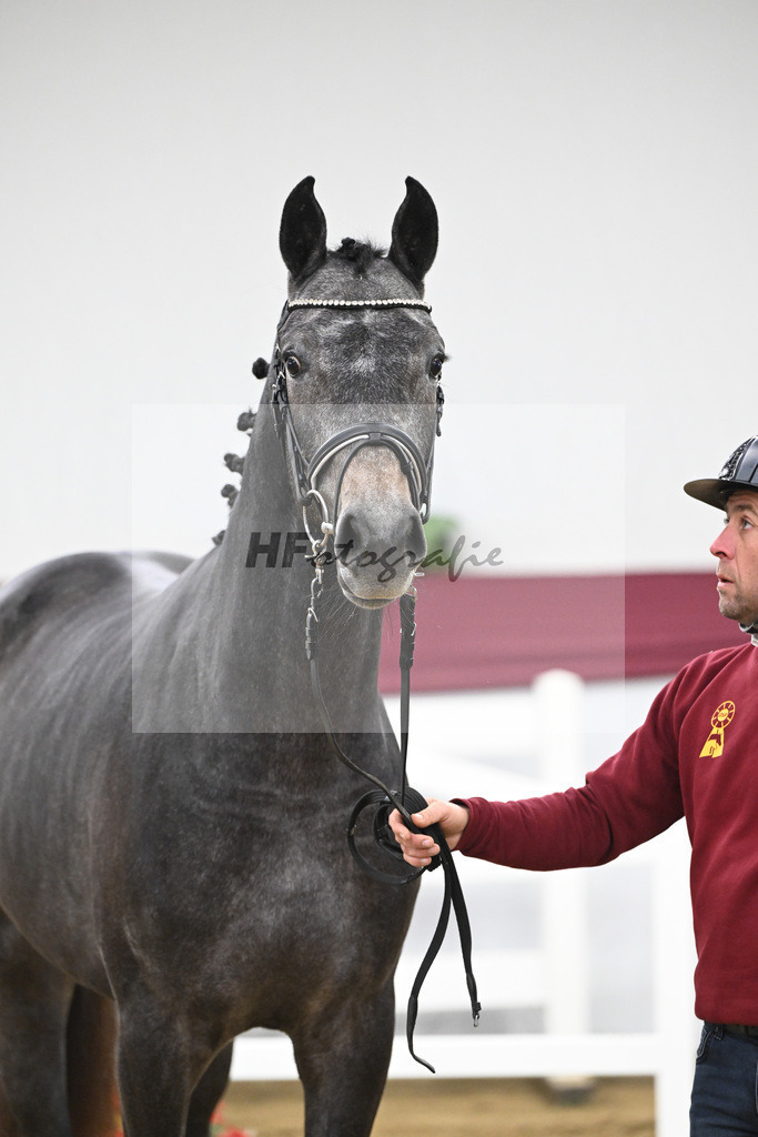 Kat-Nr. 9 Charthago Blue x C-Indoctro_ECS Livestock BV_47253313 | hf-fotografie - Realisiert mit Pictrs.com