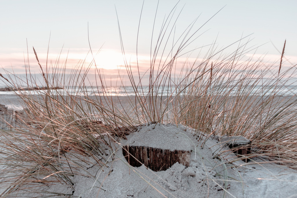 Wandbild: Strandhafer im Sonnenschein am Meer | Dieses Wandbild im Querformat zeigt Strandhafer am Strand im Licht der aufgehenden Sonne. Durch die reduzierten Farben wirkt das Bild stilvoll und elegant. Der Sandton und das helle blau im Himmel haben beim betrachten einen beruhigenden Effekt. Sie lieben maritime Deko? Dann passt dieses Wandbild perfekt zu Ihnen. Verschönern Sie Ihr Zuhause im Wohnzimmer, Schlafzimmer und Küche. Oder schaffen Sie ein tolles Urlaubsflair in Ihrer Ferienwohnung. Dieses Wandbild ist auf Leinwand, Aluminium-Platte, Acrylglas oder als Holzdruck erhältlich. Die Wandbilder werden individuell für Sie in vielen Abmessungen produziert. Daher passen die Ostseekult Wandbilder immer perfekt an Ihre Wände.  - Realisiert mit Pictrs.com