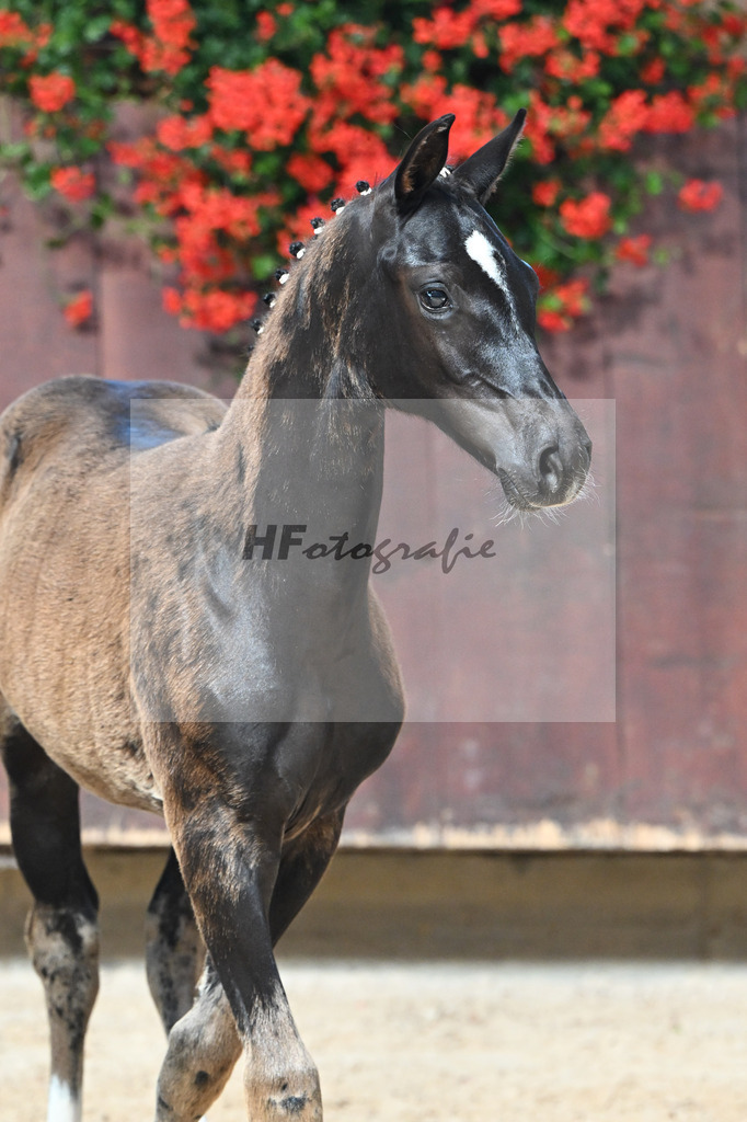 Kat-Nr. 18 Fanegro x Danciano_SF_Seiler_25250448 | hf-fotografie - Realizzato con Pictrs.com