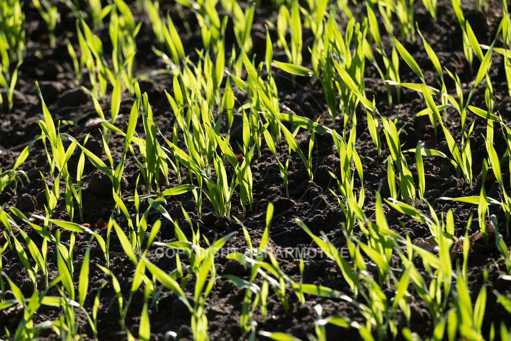 20221018-_DSF9402 | Heranwachsender Winterweizen im Herbst - Realisiert mit Pictrs.com