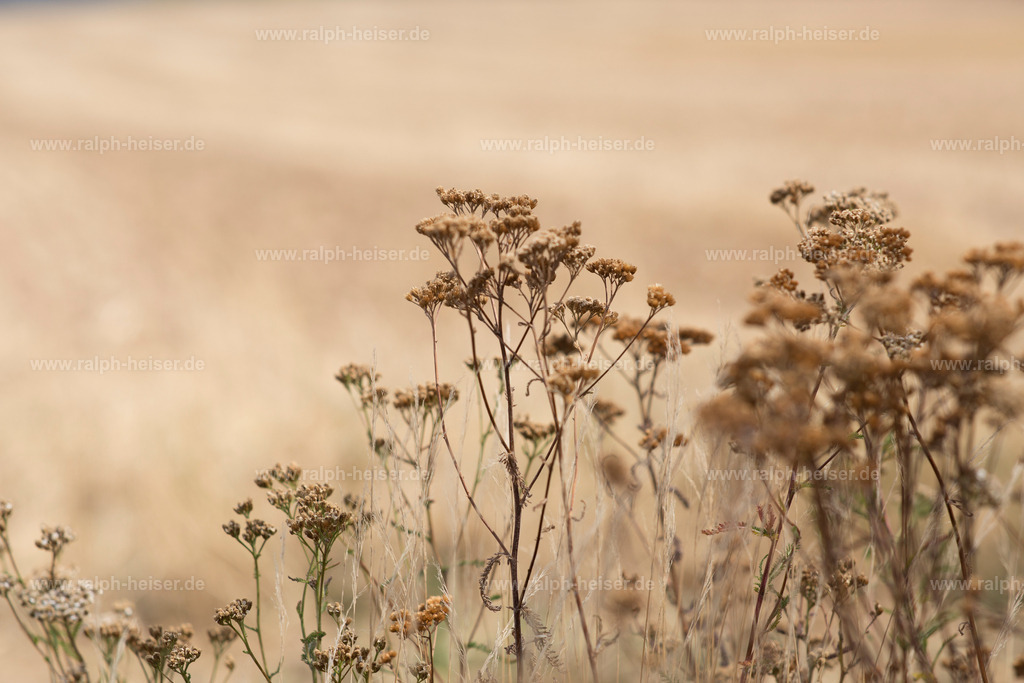 IMG_2284 | Wandbilder, Bilder, Fotograf in Marburg, Tierbilder, Wandfotos, Bilder Shop, Günstige Bilder, Schwarz-Weiß Bilder, Ralph Heiser