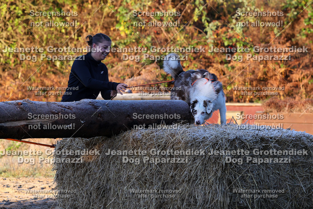 Dog Paparazzi - Strongdog 10-25-471 | Dog Paparazzi Jeanette Grottendiek Fotografie & Videografie - Realisiert mit Pictrs.com