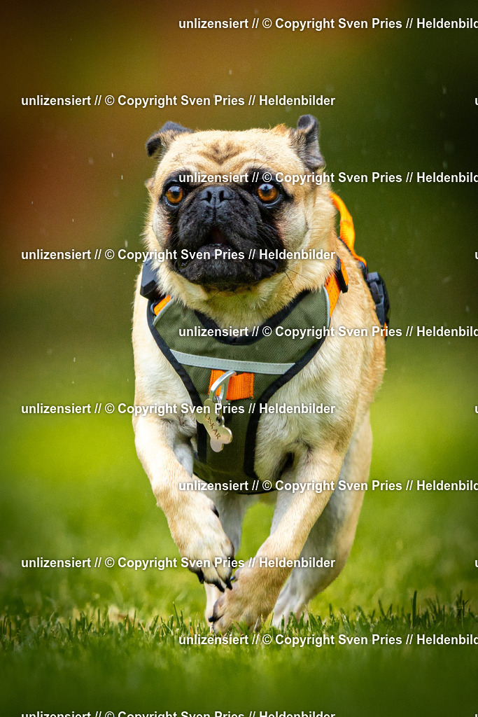 Sven Pries | 2025-09-21 - Hunderennen Baden-Oos - Realisiert mit Pictrs.com