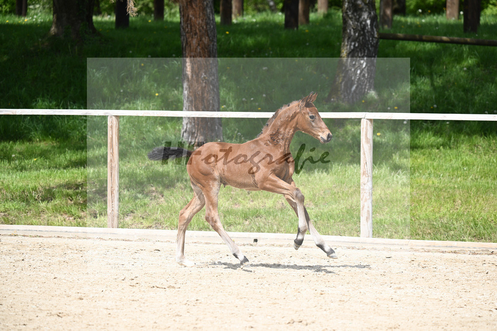 Va Bene x De Niro_HF_Eder_11240692 | hf-fotografie - Realisiert mit Pictrs.com