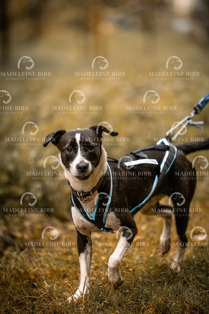 madeleinebirr-fotografie2025.campcanis.sa.8-9Uhr-151 | hundefotografie-birr