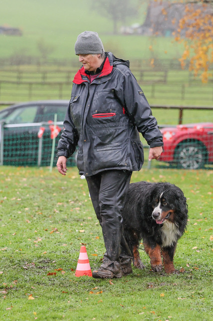 2025_Rally_Obedience_SM-206 | Ich fotografiere Hundeausstellungen, Sportanlässe, Zuchtstätten, Hundezucht, Hundeportrait, Lagotto - Realisiert mit Pictrs.com