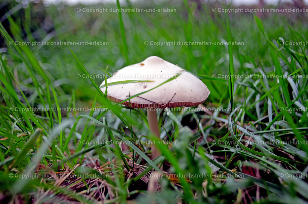 Pilz Großer Scheidling | Ein Pilz, Großer Scheidling, wächst Ende Oktober im Naturschutzgebiet Rieselfelder in Münster. - Realisiert mit Pictrs.com