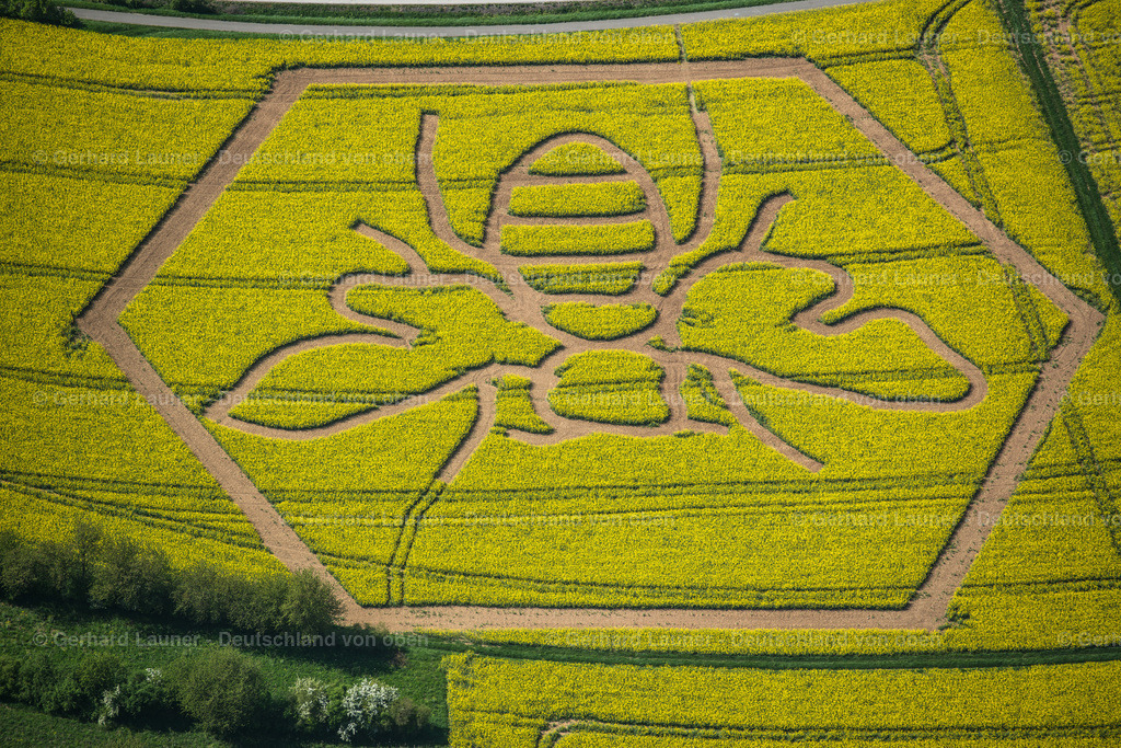 9400309 | Rapsstrukturen Biene, Bad Neustadt