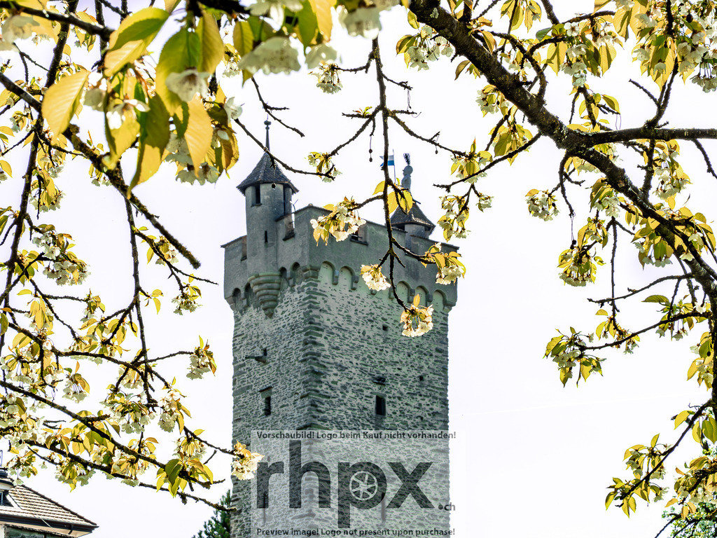 Frühling in Luzern – Kirschblüten vor Museggmauer | Frühlingsstimmung in Luzern. Zarte Kirschblüten im Vordergrund treffen auf die historische Museggmauer im Hintergrund. - Realisiert mit Pictrs.com
