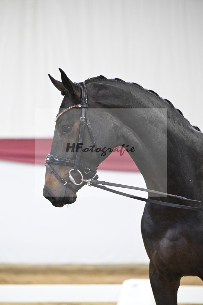 Kat-Nr. 14 Feliciano x Quaterback_Martina Breitner-Roetzer_47250253 | hf-fotografie - Realisiert mit Pictrs.com