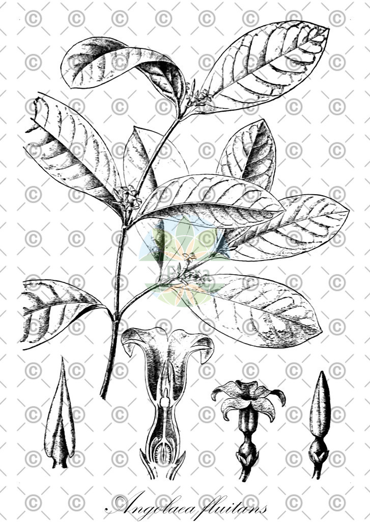 HistAbb_wfo-0000536542_480_ENZY_Simple | Historische Abbildung von Angolaea fluitans - Podostemaceae | Historical Illustration of Angolaea fluitans - Podostemaceae