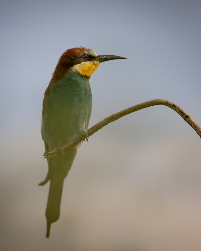 DSC_9511-2 | Ich bin Fotograf aus Neuburg an der Donau und spezialisiere mich auf Wildlife-Fotografie, Landschaftsaufnahmen und Portraits.Ob Hochzeit, Familienbilder oder Naturaufnahmen – ich fange echte Momente ein, die bleiben. 