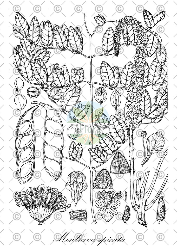 HistAbb_wfo-0001078880_1_ENZY_Simple | Historische Abbildung von Moullava spicata - Fabaceae | Historical Illustration of Moullava spicata - Fabaceae