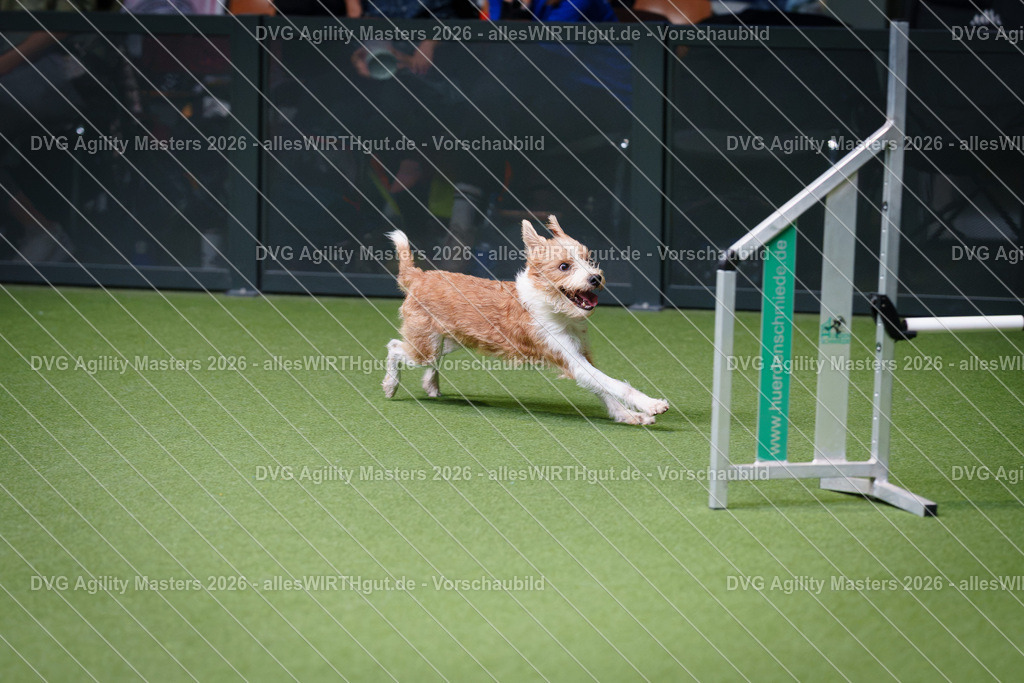 allesWIRTHgut_Tierfotografie-DVG_Agility_Masters_2026-11_20-7R505659 | Professionelle Tierfotografie in Mönchengladbach von Daniel Wirth (allesWIRTHgut). Liebevolle & natürliche Bilder von Hunden & Katzen für unvergessliche Erinnerungen.