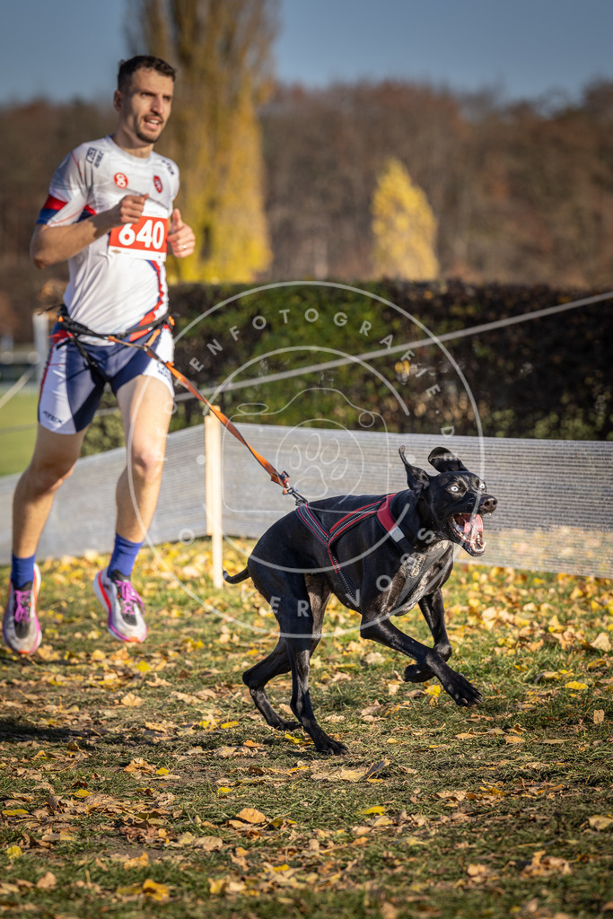 CaniXpix_DV3A0309 | Hundefotografie, Tierfotograf, Pfotenfotografie, Fotoshooting Hund, Hunde Portrait, Hundesport, Hundeportraits, Heideshooting, Hunde, Sportfotograf, Hundefotograf, Turnierhundsport, THS,  - Realisiert mit Pictrs.com