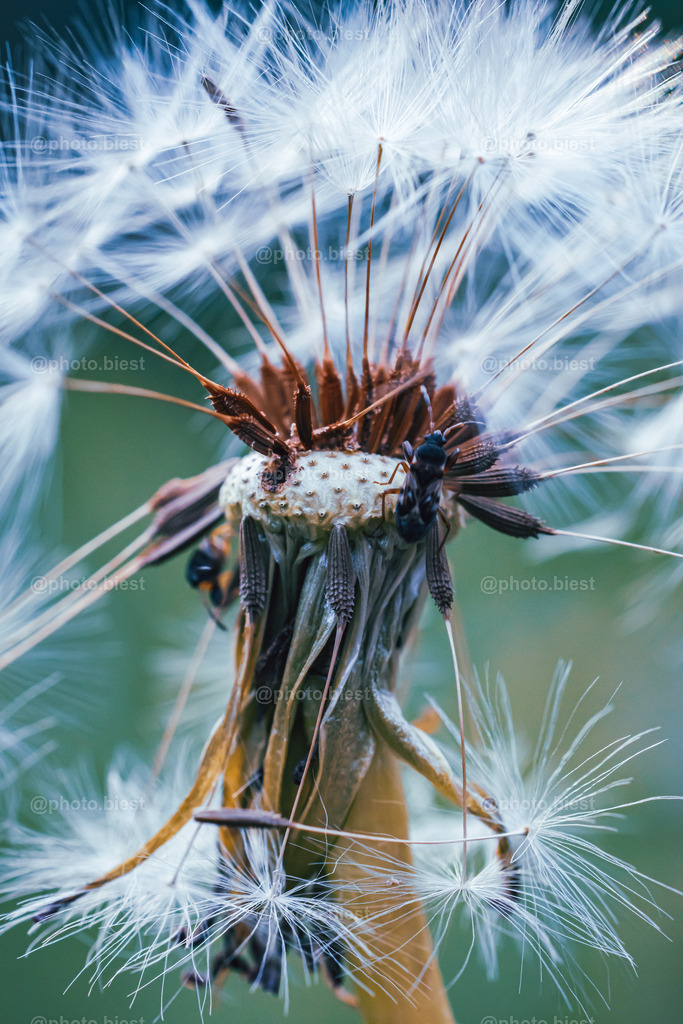 Pusteblume mit Gästen | Nahaufnahme einer Pusteblume mit Besuchern. - Realisiert mit Pictrs.com