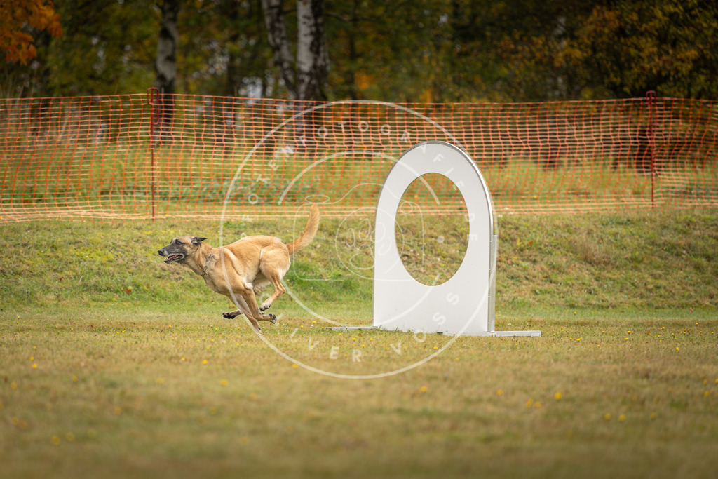 Pfotenfotografie_DV3A1522 | Hundefotografie, Tierfotograf, Pfotenfotografie, Fotoshooting Hund, Hunde Portrait, Hundesport, Hundeportraits, Heideshooting, Hunde, Sportfotograf, Hundefotograf, Turnierhundsport, THS,  - Realisiert mit Pictrs.com