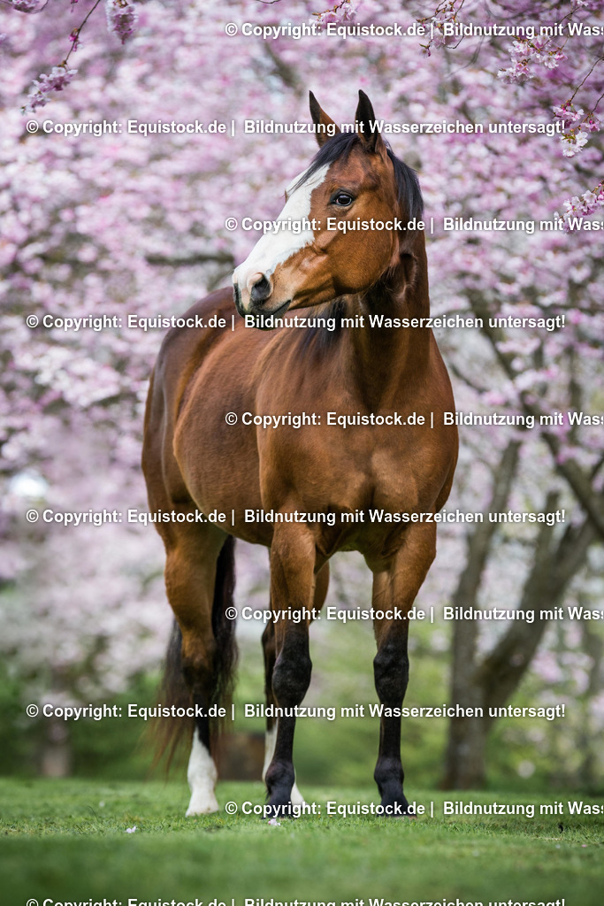 20160414_Pferd_in_Kirschbl__te_0007 | equistock