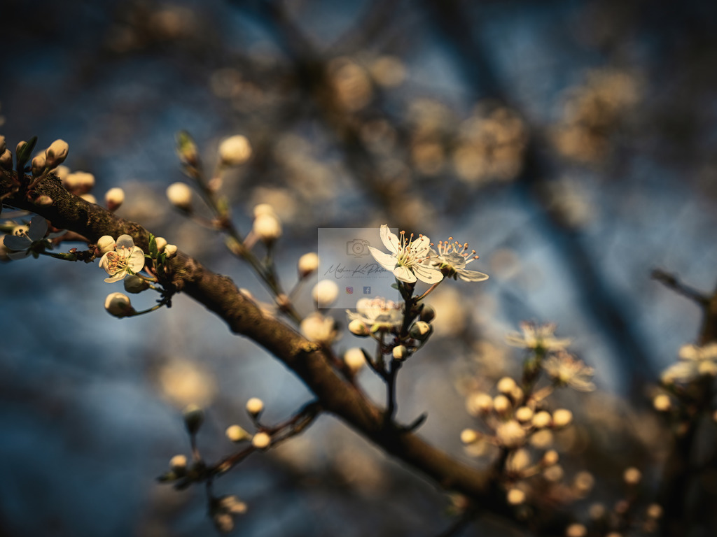Makro - floral (90) | Buche Fotoshootings und entdecke hochwertige Fotoprodukte bei Mathias Ku Photos. Personalisiert, kreativ & mit Liebe zum Detail. Jetzt informieren! - Realisiert mit Pictrs.com