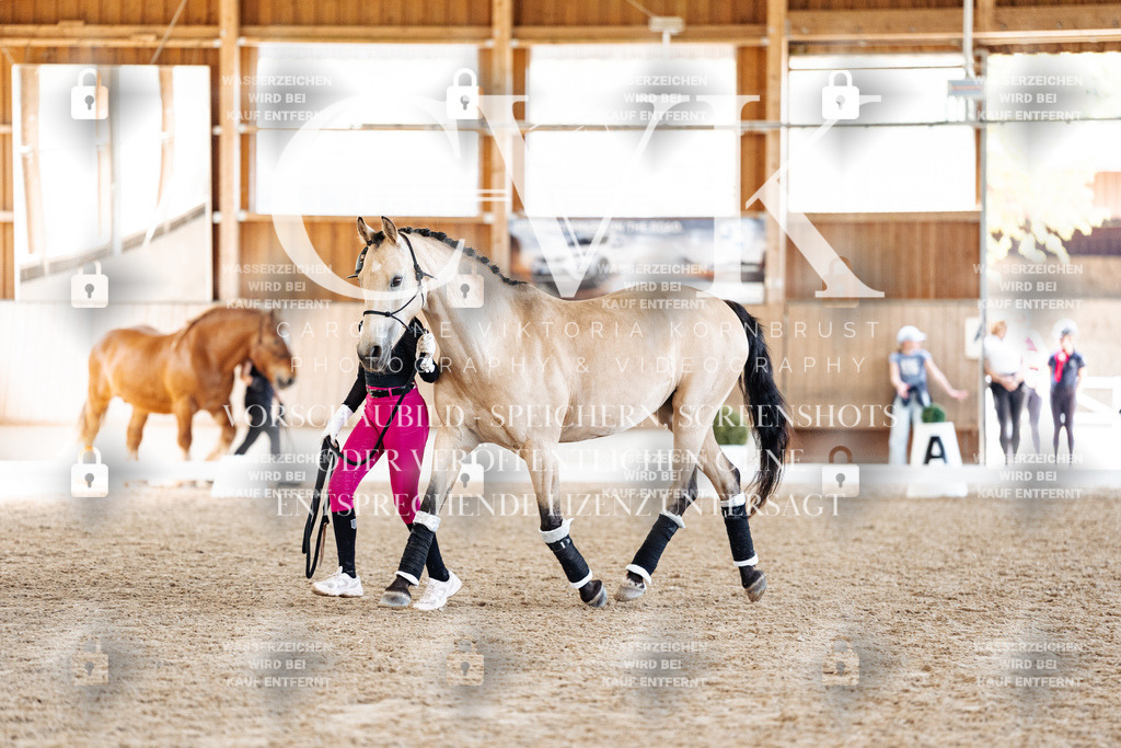 CK907161 | Turnierfotografie Pferdefotografie Trier Rheinland-Pfalz Pferdesport Reitsport Tierfotografie Sportfotografie Pferdevideo Pferdevideografie Equestrianvideography equestrianphotography  - Realized with Pictrs.com
