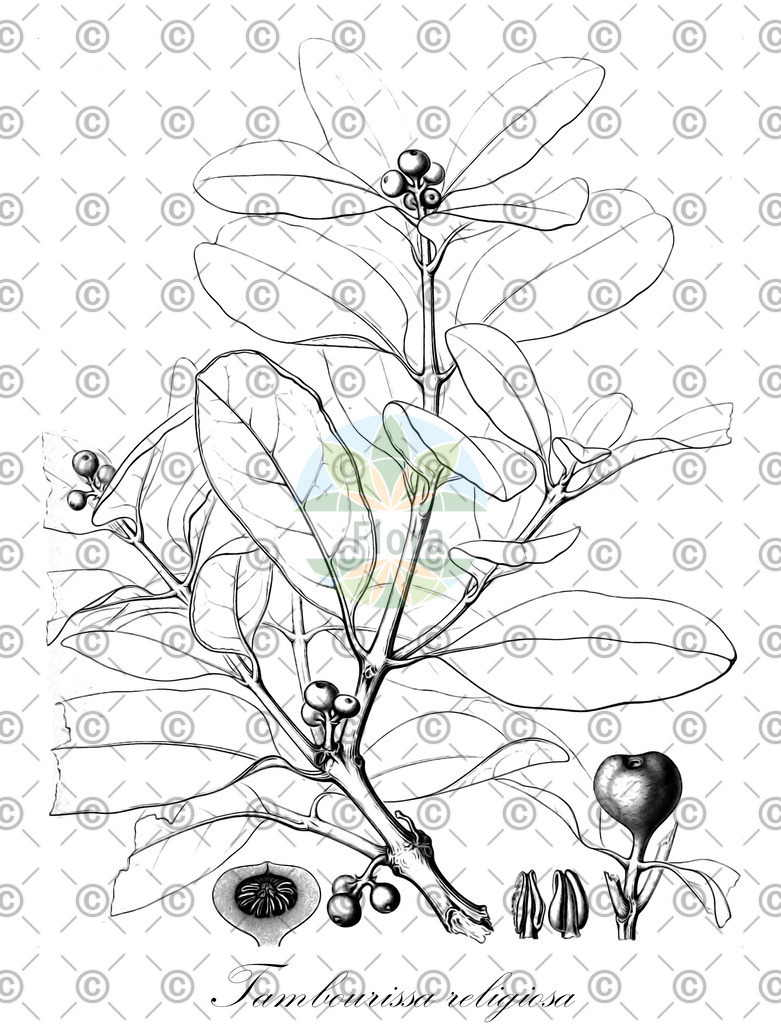 HistAbb_wfo-0000320742_1_ENZY_Simple | Historische Abbildung von Tambourissa religiosa - Monimiaceae | Historical Illustration of Tambourissa religiosa - Monimiaceae