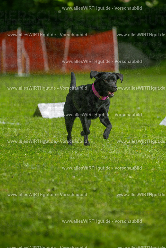 @allesWIRTHgut_Tierfotografie - www.allesWIRTHgut.de - 7R503156 | Professionelle Tierfotografie in Mönchengladbach von Daniel Wirth (allesWIRTHgut). Liebevolle & natürliche Bilder von Hunden & Katzen für unvergessliche Erinnerungen.