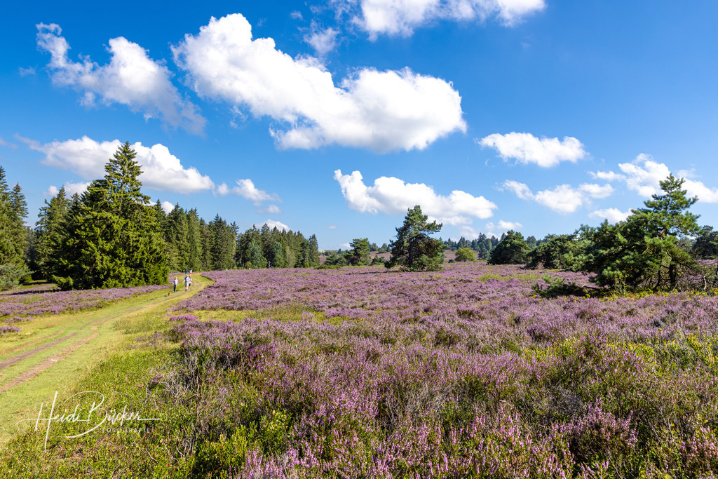 Wanderweg durch blühende Heidelandschaft | Wanderweg durch blühende Heidelandschaft in Niedersfeld bei Winterberg - Realisiert mit Pictrs.com