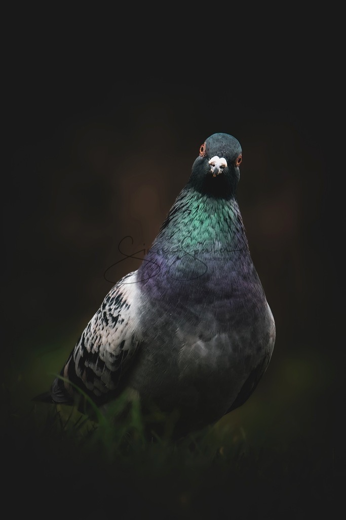 Stadttaube | Simone Sperber, svb-photography,Fotografin,Bilddesignerin,Naturfotografie,Macrofotografie,Tierfotografie,Wildtierfotografie,Ausstellungen,Auftragsfotografie,Kunst,Art,Photographer,Shootings,Bildberatbeitung,Galerie,Shop