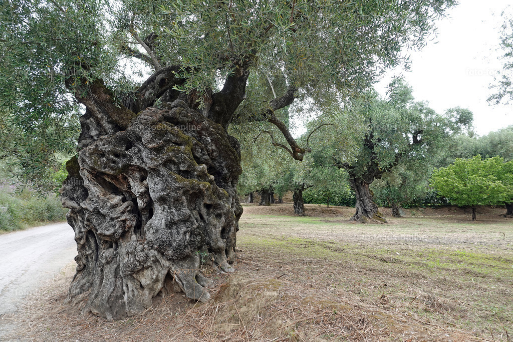 ugly trees | foto-focus-online