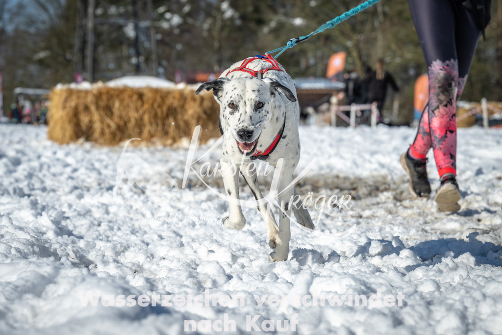 1114_ZZ90793-3 | kk-dogfotos