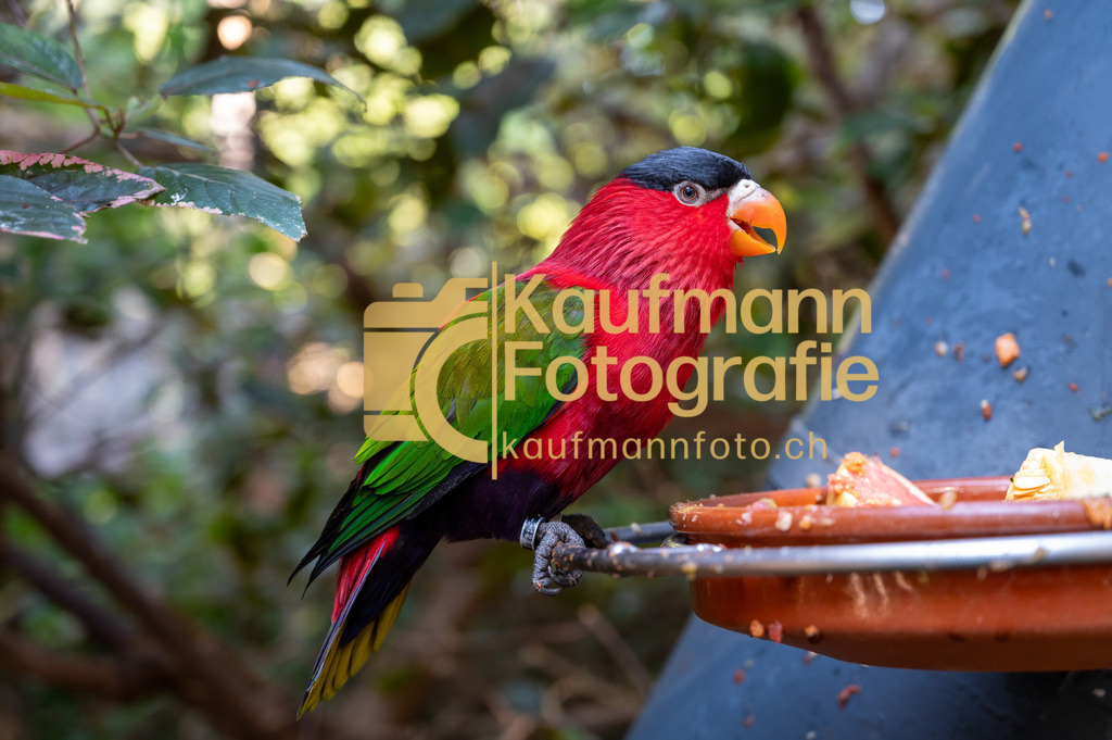 2111_Loro_Parque_Tenerife-6647 | kaufmannfoto - Realisiert mit Pictrs.com