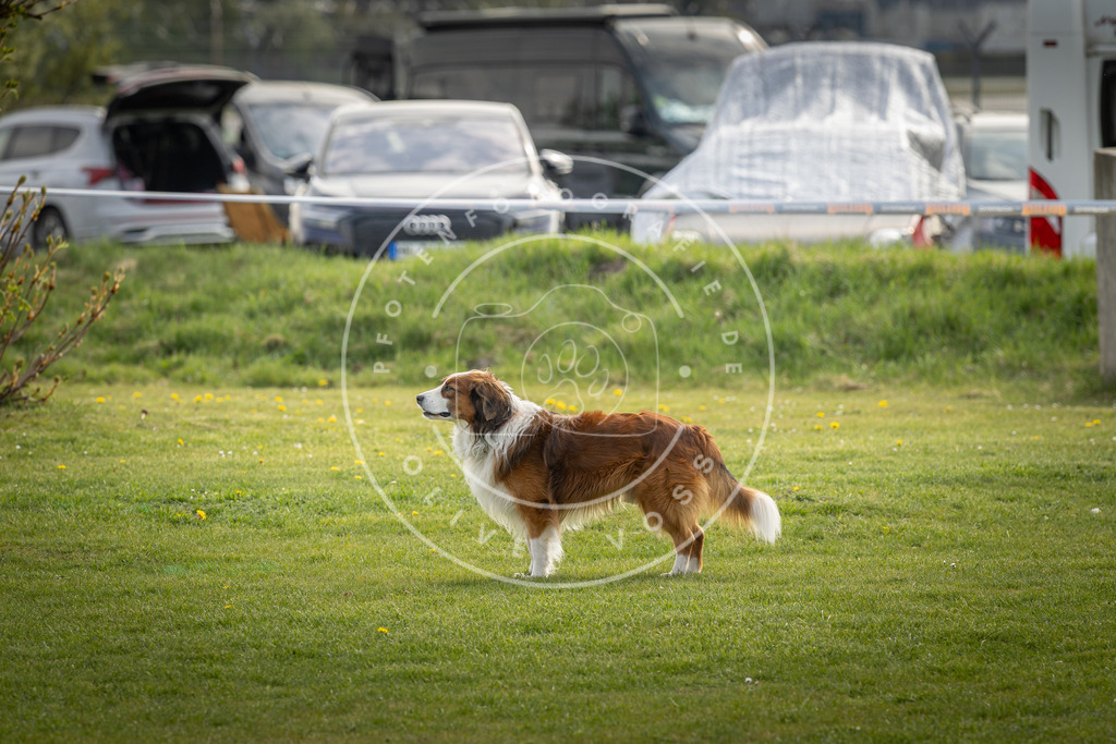 Pfotenfotografie_DV3A4961 | Hundefotografie, Tierfotograf, Pfotenfotografie, Fotoshooting Hund, Hunde Portrait, Hundesport, Hundeportraits, Heideshooting, Hunde, Sportfotograf, Hundefotograf, Turnierhundsport, THS,  - Realisiert mit Pictrs.com