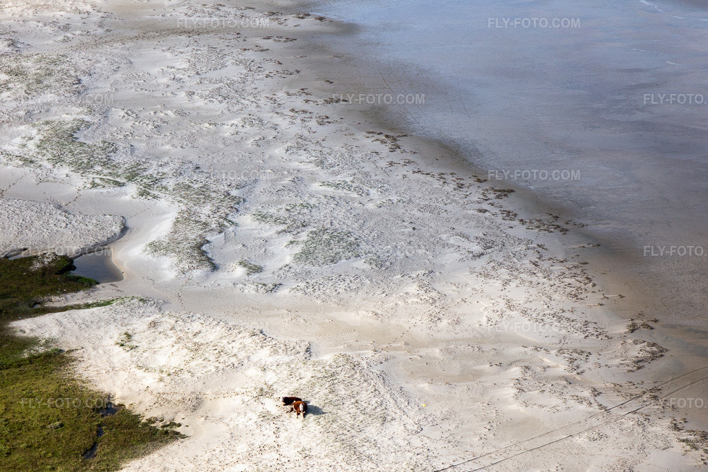 Aerial view: Cattle in the dunes on the sandy beach in Fanø in the state South Denmark, Denmark.Photo: IMG_118588.jpg taken on 09/21/2019 by Werner Riehm/FLY-FOTO.comResolution of the original: 5472 x 3648 px