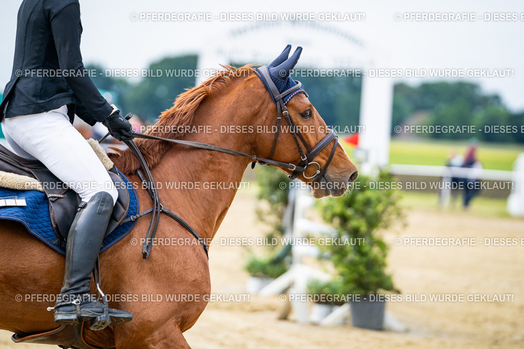 DSC04858 | Pferdegrafie