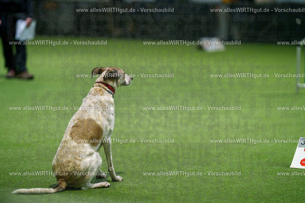 7R505284 | Professionelle Tierfotografie in Mönchengladbach von Daniel Wirth (allesWIRTHgut). Liebevolle & natürliche Bilder von Hunden & Katzen für unvergessliche Erinnerungen.