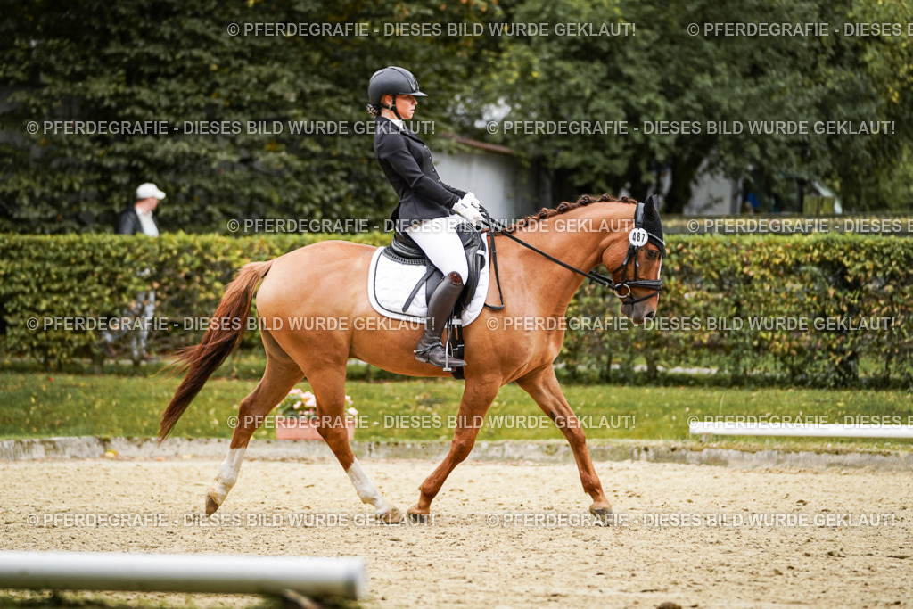 DSC08029 | Pferdegrafie