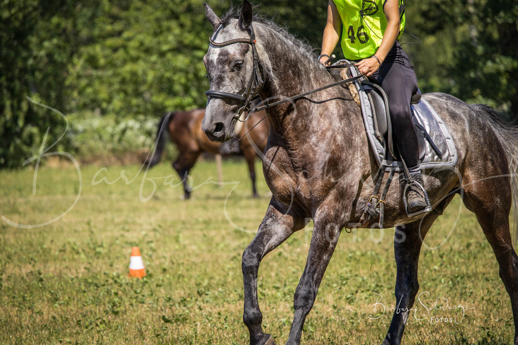 CJP_2026-06-26_77 | Stimmungsvolle Fotografie von Pferden, fotografische Begleitung von Veranstaltungen, Golfturnieren und Distanzritten - Realisiert mit Pictrs.com