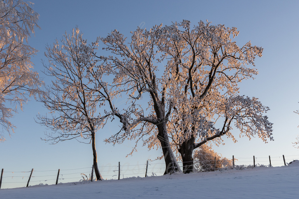 Winter am Hochkogelberg | Ihre Fotografin im Lungau, ihre Fotografin im Mostviertel, Wandbilder Onlineshop, Imagefotos für Ihr Unternehmen,  - Realisiert mit Pictrs.com