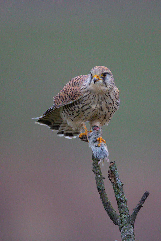 20200111-663A6786 | Der Turmfalke ist der am häufigsten vorkommende Falke Mitteleuropas. Der Öffentlichkeit ist er relativ vertraut, da er sich auch Städte und Stadträume als Lebensraum erobert hat und öfter beim „Rüttelflug“ zu beobachten ist.  - Realisiert mit Pictrs.com