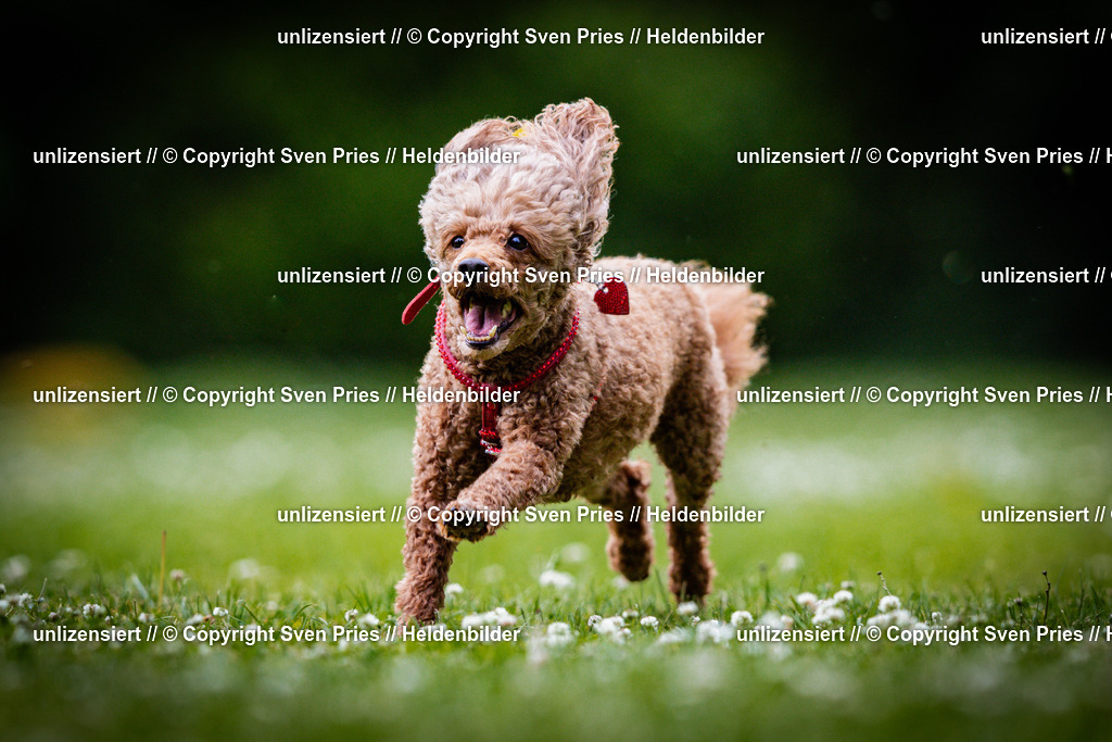 Sven Pries | 2025-05-29 - Pudelrennen KA-Durlach - Realisiert mit Pictrs.com