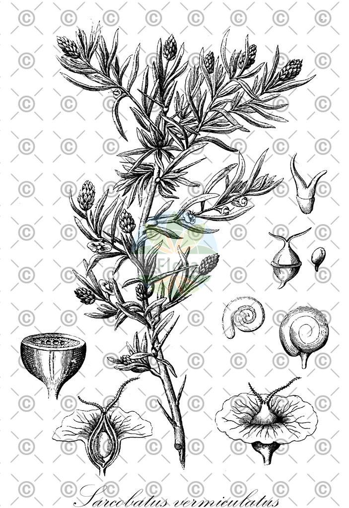 HistAbb_wfo-0001269299_1_ENZY_Simple | Historische Abbildung von Sarcobatus vermiculatus - Sarcobataceae | Historical Illustration of Sarcobatus vermiculatus - Sarcobataceae (black greasewood;greasewood;saltbush)
