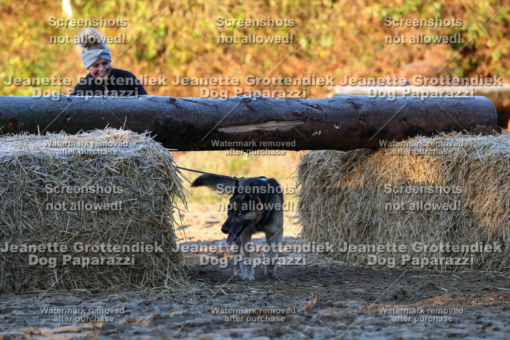 Dog Paparazzi - Strongdog 10-25-530 | Dog Paparazzi Jeanette Grottendiek Fotografie & Videografie - Realisiert mit Pictrs.com