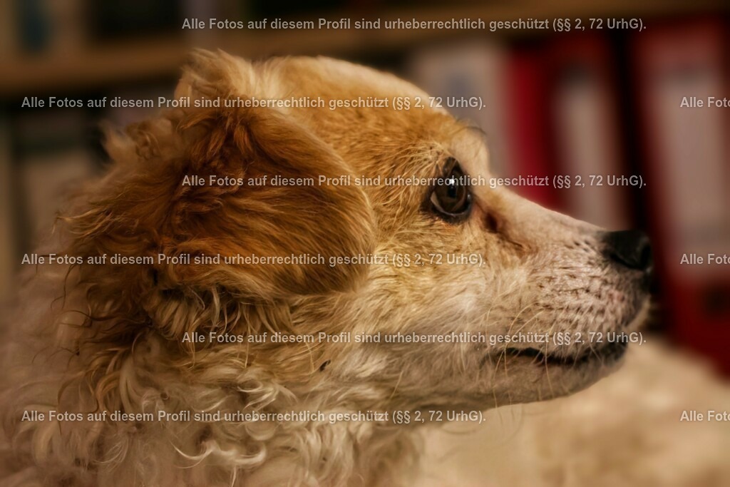 20240301194250_0C4A2141-01_3 | krollfotografie - Realisiert mit Pictrs.com