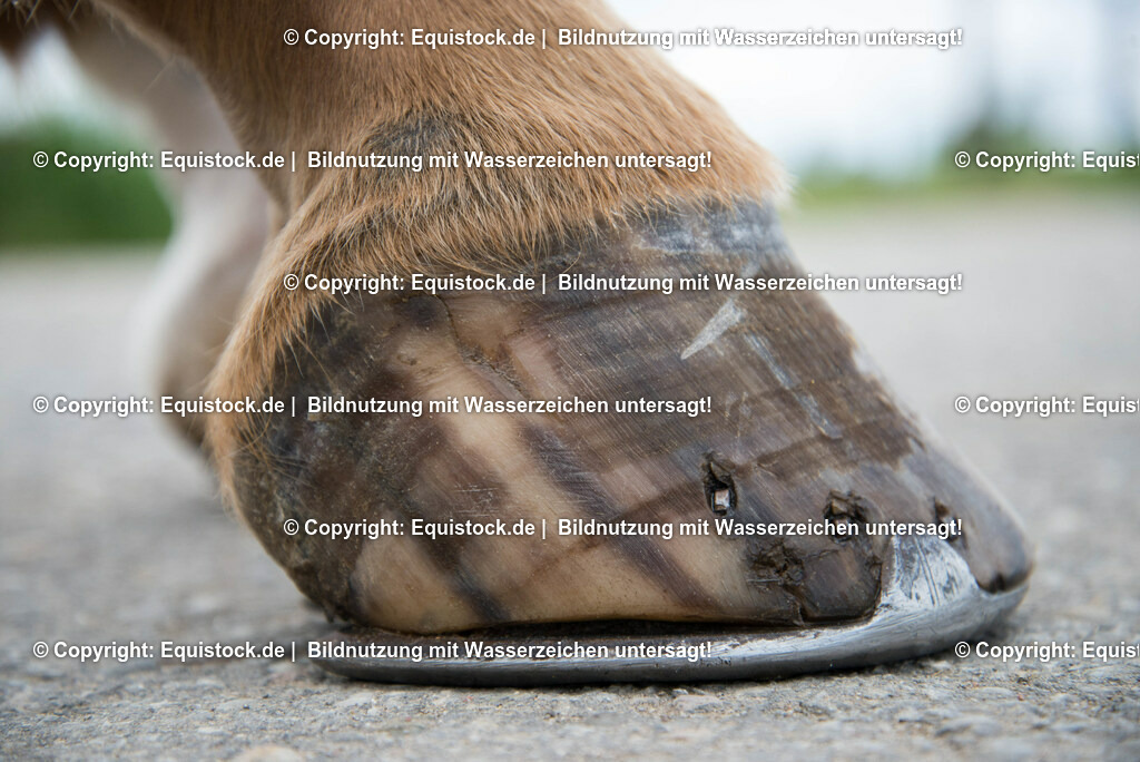 20160626_Hufspalt_0001 | Foto: Thomas Hartig