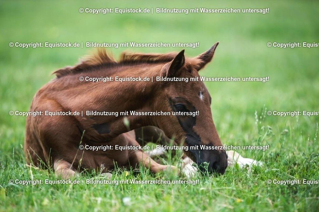 20210617_Fohlen_0309 | Foto: Thomas Hartig