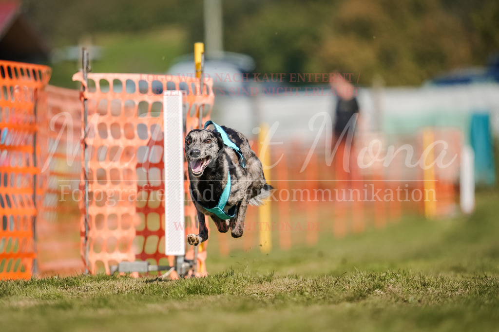 20250928_Hunderennen-562 | MuT (Mensch und Tier) mit Mona - Fotografie und Tierkommunikation - Realisiert mit Pictrs.com
