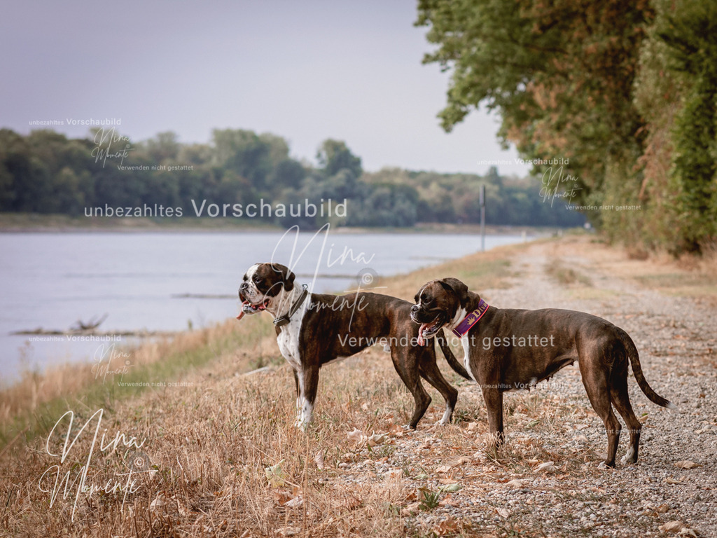 _16A7812-1 | Einzigartige Fotos von Hunden & Menschen –Actionfotos, Portraits, Vereinsaufnahmen & Paarshootings – authentisch, lebendig & mit Herz.