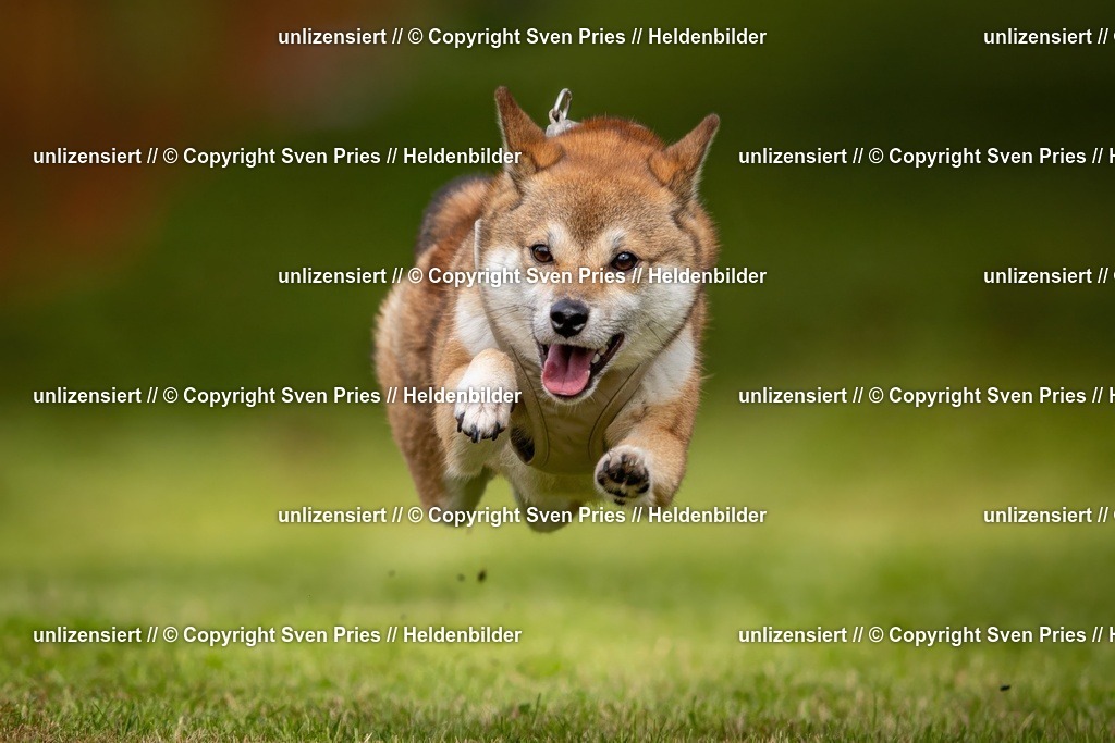 Sven Pries | 2024-09-22 - Hunderennen Baden-BadenPudelverein - Realisiert mit Pictrs.com