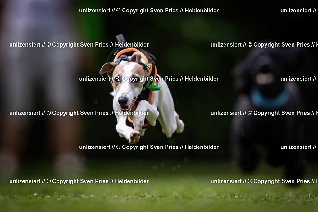 Sven Pries | 19. Allgemeines Hunderennen Karlsruhe Durlach - Realisiert mit Pictrs.com